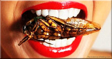 Eat insects