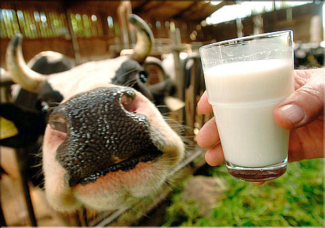 Healthy Milk?