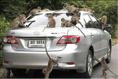 Monkeys are attacking Military Base in Sattahip