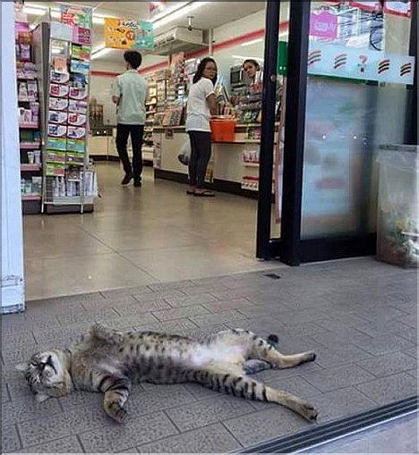 A Happy Pussy at 7 eleven