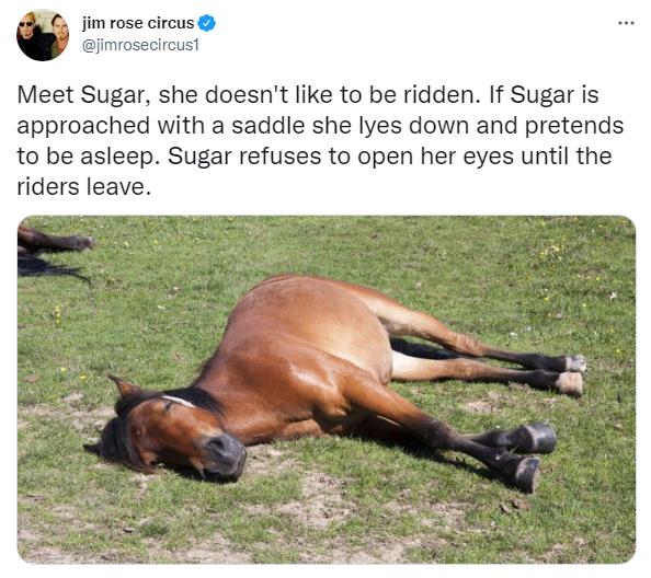 Smart horse